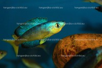 /album/fotogaleria-cyprichromis-microlepidotus-bulupoint/bulu-5-jpg/